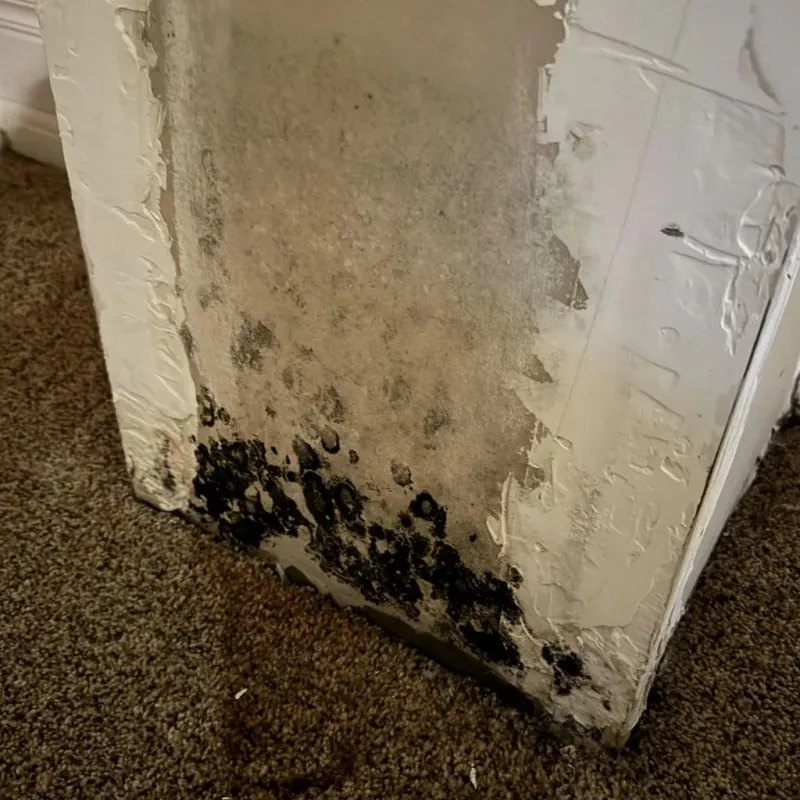 Professional Mold Removal in Stonewall, MS